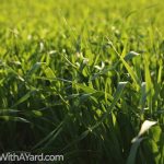 How To Get St. Augustine Grass To Grow Back In 2022